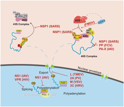 Frontiers | Ribosomal control in RNA virus-infected cells